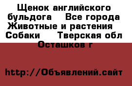 Щенок английского бульдога  - Все города Животные и растения » Собаки   . Тверская обл.,Осташков г.